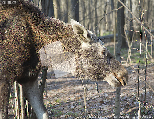 Image of Moose in a spring forest