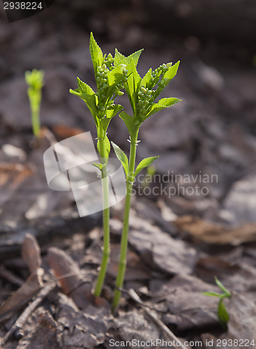 Image of Sprouts