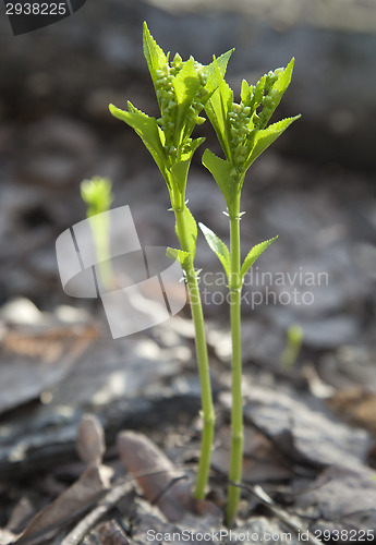 Image of Sprouts