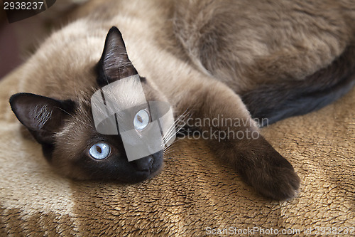 Image of Siamese cat