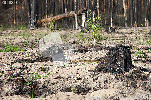 Image of After a forest fire