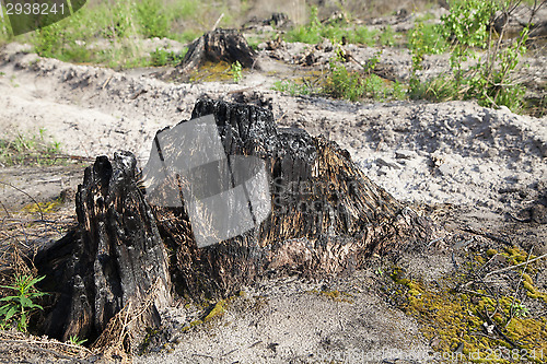 Image of After a forest fire