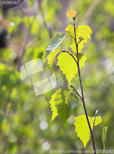 Image of Young birch