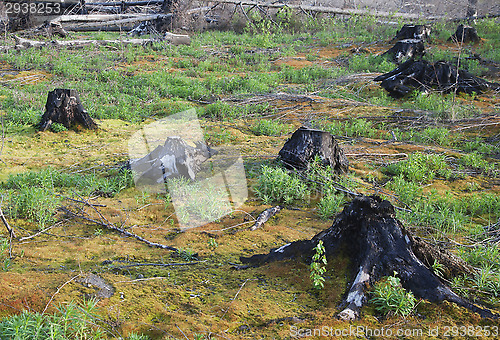 Image of After a forest fire