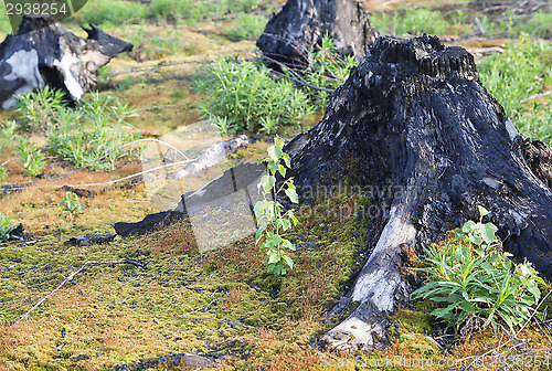 Image of After a forest fire
