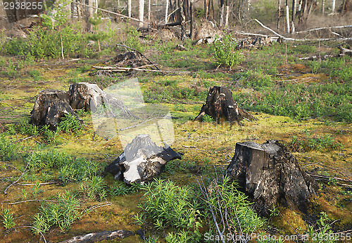 Image of After a forest fire