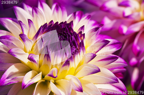 Image of Autumn flower