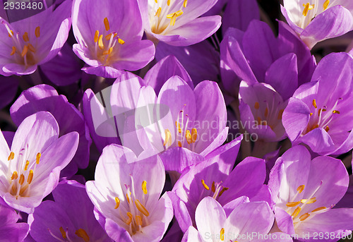 Image of Autumn crocus or meadow saffron or naked lady