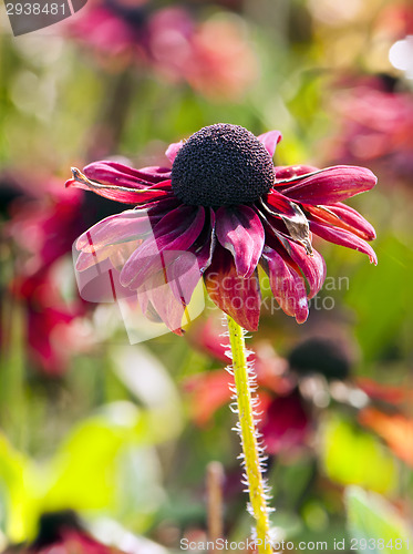 Image of Autumn flower