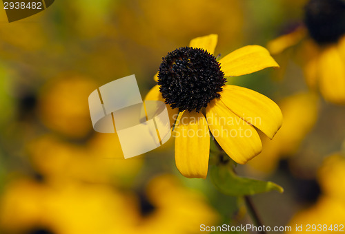 Image of Browneyed Susan, brown-eyed Susan, thin-leaved coneflower, three