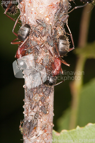 Image of Ant and aphids