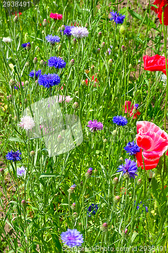 Image of Flowers