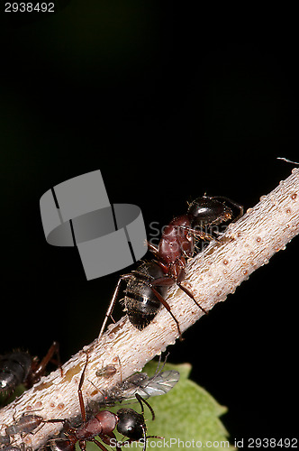 Image of Ant and aphids