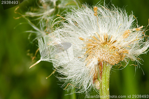 Image of Pollen