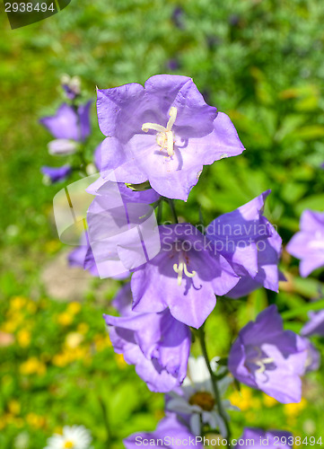 Image of Blossoms