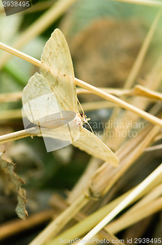 Image of Butterfly