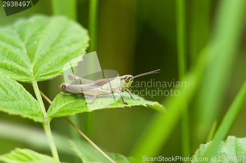 Image of Grasshopper