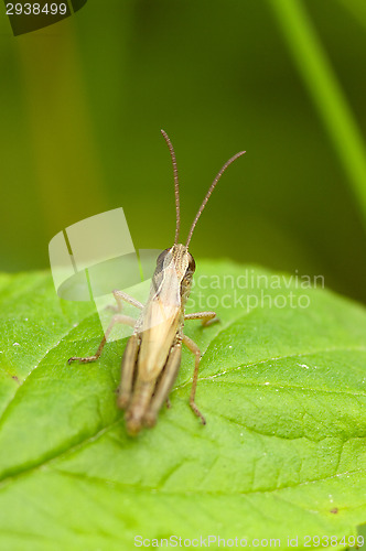 Image of Grasshopper