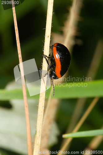 Image of Bug