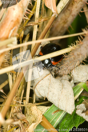 Image of Beetle
