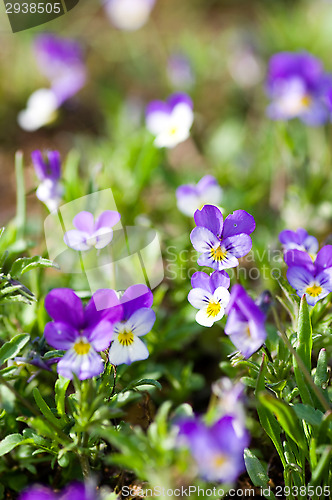 Image of Viola tricolor