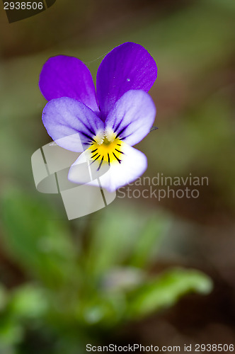 Image of Viola tricolor