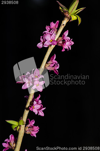 Image of Daphne mezereum