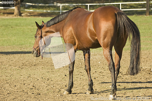 Image of Brown horse