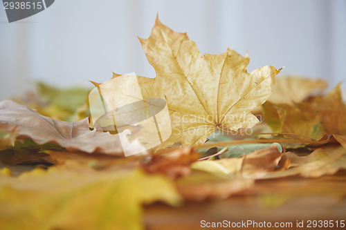 Image of Autumn