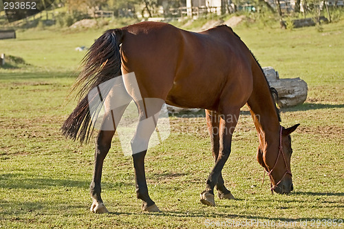 Image of Brown horse