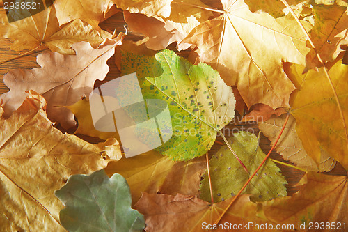 Image of Autumn