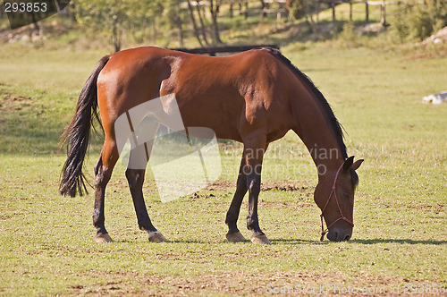 Image of Brown horse