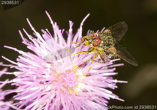 Image of Fly