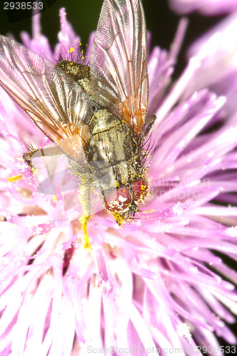 Image of Fly