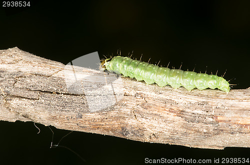 Image of Catepillar