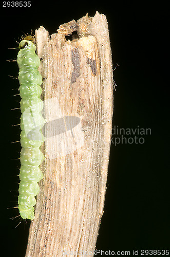 Image of Maggot