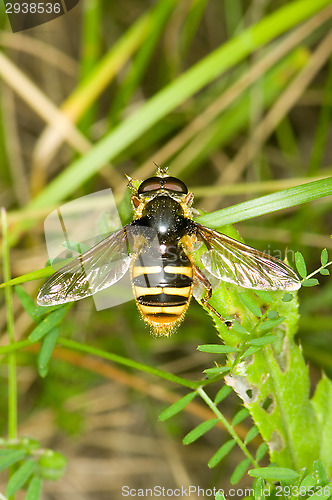 Image of Hoverfly