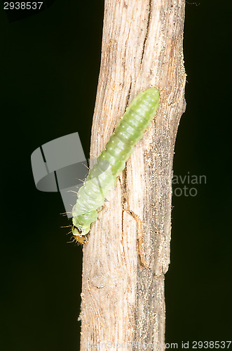 Image of Caterpillar
