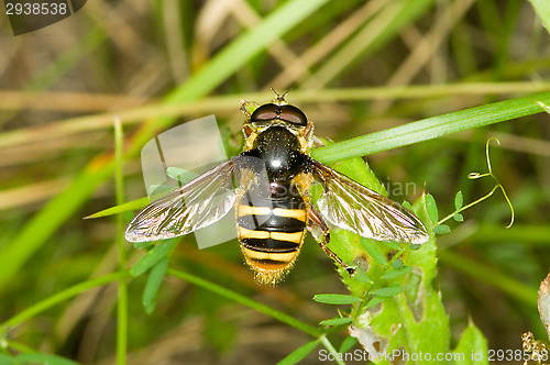 Image of Hoverfly