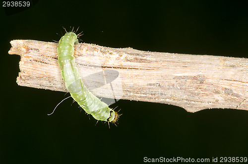 Image of Larva