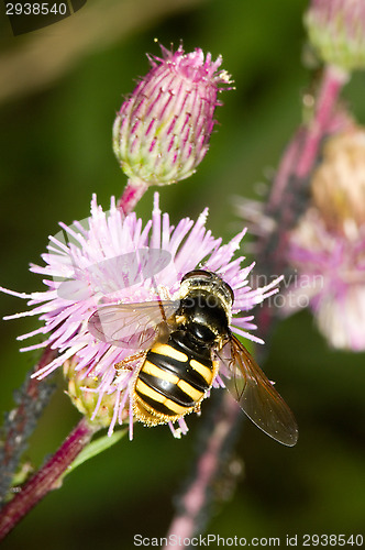 Image of Hoverfly