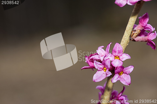 Image of Daphne mezereum