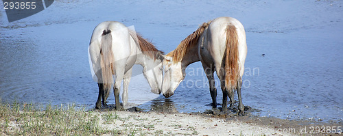 Image of Horses in love