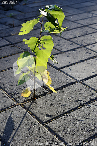 Image of little sprout of a birch-tree growing on the pavement