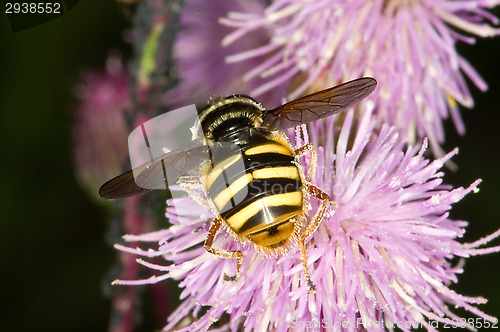 Image of Hoverfly