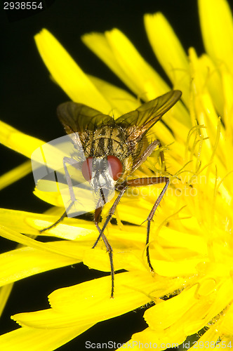 Image of Fly