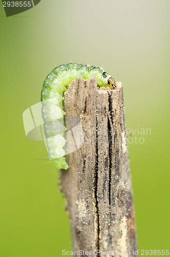 Image of Caterpillar