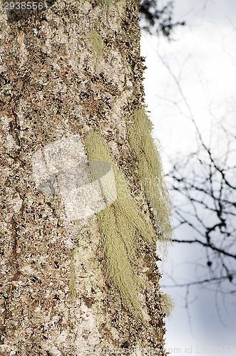 Image of Lichen