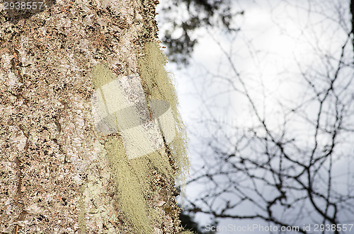 Image of Lichen