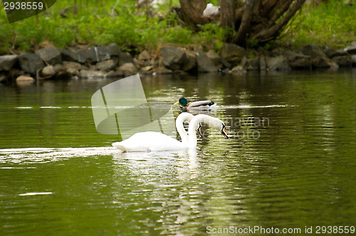 Image of Swans